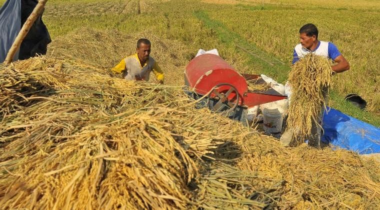 Daya Beli Petani Riau Melemah