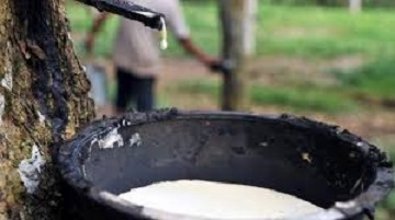 Harga Getah Karet dan Sawit di Pulau Bengkalis Anjlok