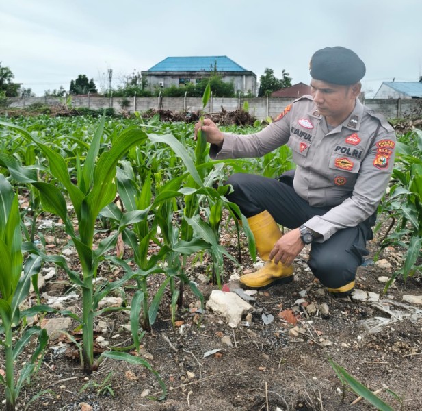Polsek KSKP Dumai Dampingi Petani Cek dan Sisip Bibit Jagung, Dukung Ketahanan Pangan Nasional