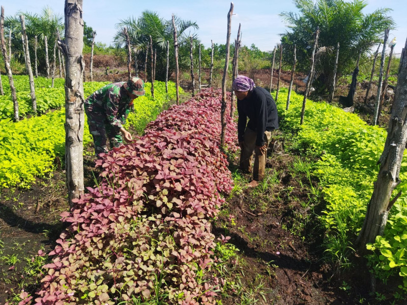 Babinsa Kelurahan Palas Dampingi Petani dalam Karya Nyata Tanaman Bayam