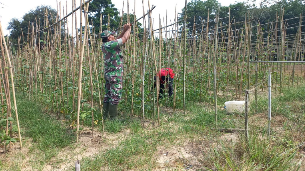 Sertu Roni Sandra Dampingi Petani Kacang Panjang di Bukit Nenas