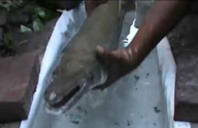 Heboh...!!! Ditemukan Ikan Bermuka Buaya