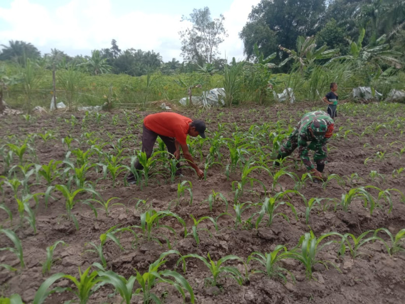 Menjaga Stabilitas Ketahanan Pangan, Sertu Ramli Laksanakan Pendampingan Tanaman Jagung