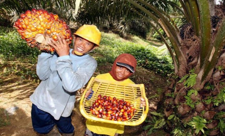 2020, Petani Sawit Wajib Miliki Sertifikasi ISPO
