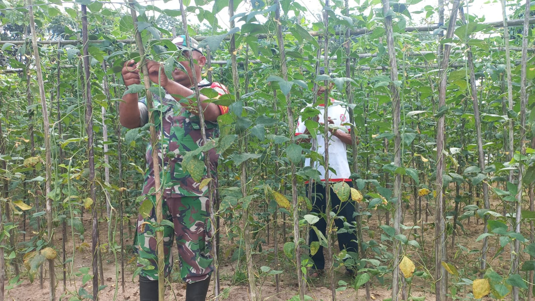 Babinsa Kelurahan Bukit Nenas Dampingi Petani Dalam Penanaman Kacang Panjang