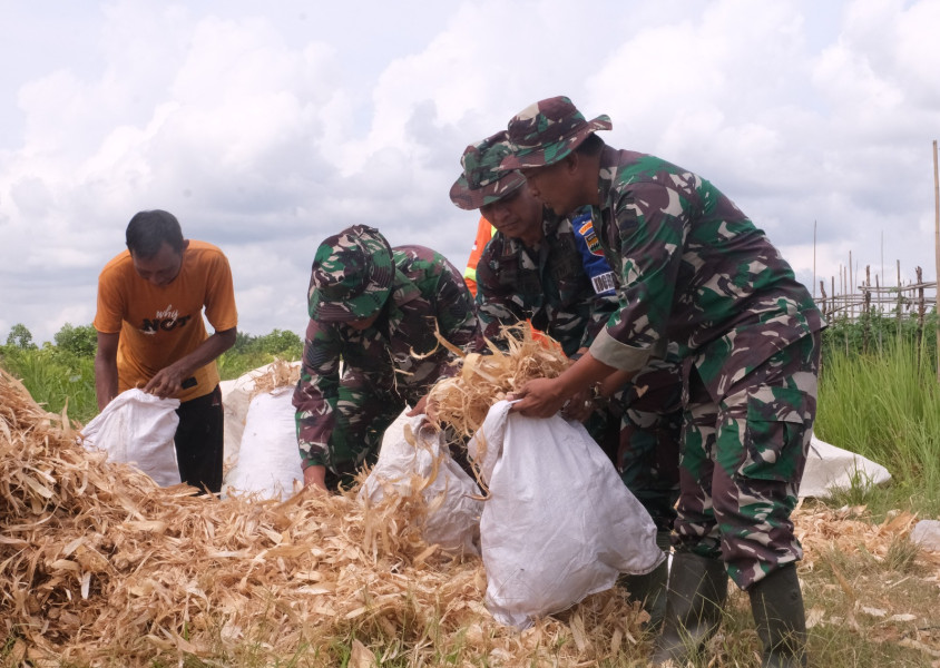 Atasi Krisi Pangan, Kodim 0320/Dumai Bantu Panen Jagung Petani Binaan