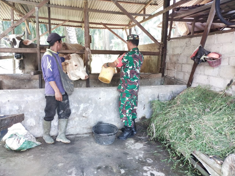 Pemantauan dan Pendampingan Peternak Sapi, Babinsa Koramil 03/Sungai Sembilan Aktif di Lapangan