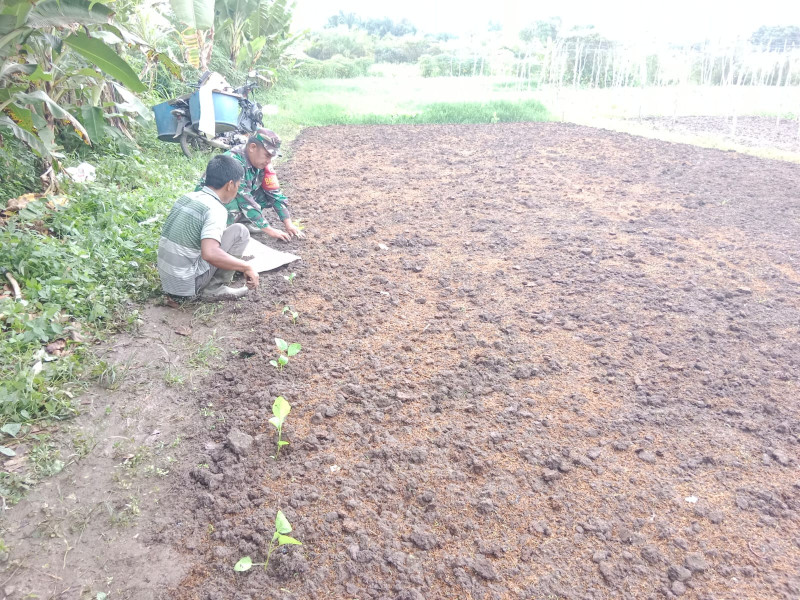 Sertu Mahyudin Berikan Penyuluhan Kepada Petani Terong