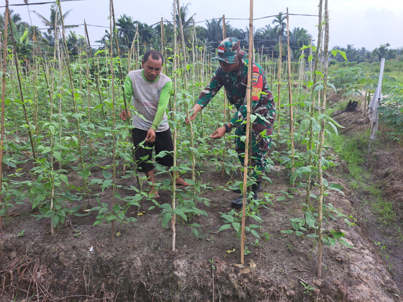 Babinsa Kelurahan Bukit Datuk Dampingi Penanaman Kacang Panjang
