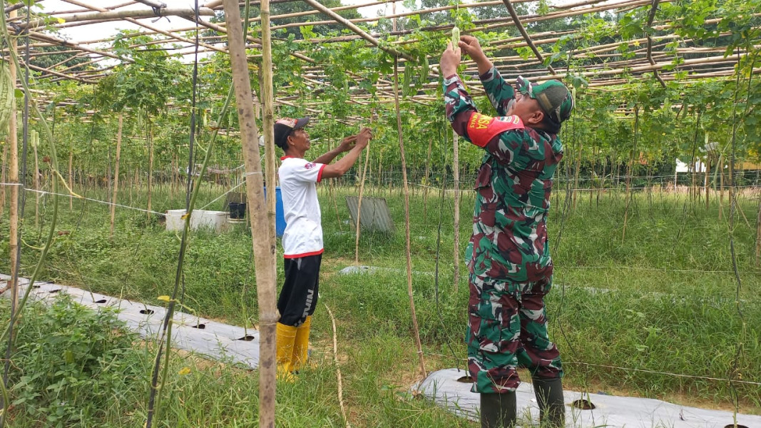 Serda Roni Sandra, Babinsa Koramil 02 Dampingi Petani Pare