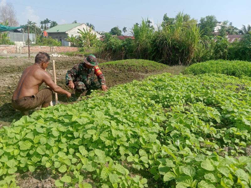 Babinsa Koramil-01/Dumai Sosialisasikan Budidaya Tanaman Bayam di Dumai Selatan