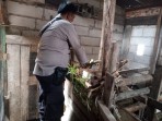 Bhabinkamtibmas Dumai Barat Perkuat Ketahanan Pangan Lewat Monitoring Peternakan Rakyat