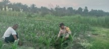 Bhabinkamtibmas Mekar Sari Perkuat Ketahanan Pangan Lewat Pengecekan Lahan Jagung