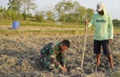 Menabur Bibit, Memupuk Kemanunggalan: Aksi Serda Rizky Turun Sawah di TMMD 129 Bojonegoro