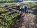 Ketahanan Pangan Jadi Prioritas, Bhabinkamtibmas Richie Tarigan Dampingi Petani Pantau Kebun Sayur