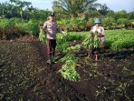 AIPTU Richie Tarigan Cek Perkembangan Tanaman Warga untuk Optimalkan Hasil Panen Ketahanan Pangan Nasional