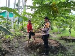 Bripka Edy Suryanto Turun Langsung Cek Tanaman Pepaya, Polisi dan Petani Bersinergi Dukung Program Ketahanan Pangan
