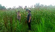Kapolsek Dumai Barat Dukung Ketahanan Pangan, Bhabinkamtibmas Pantau Tanaman Sorgum di Mekar Sari
