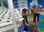 Polsek KSKP Dumai Kembangkan Hidroponik Pakcoy Tahap III Dukung Ketahanan Pangan