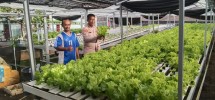 Perkuat Ketahanan Pangan, Bhabinkamtibmas Dampingi Petani Hidroponik di Dumai Selatan