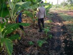Pekarangan Bergizi Jadi Andalan Ketahanan Pangan, Bhabinkamtibmas Bagan Keladi Turun Langsung ke Lapangan