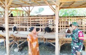 TMMD 129 Bojonegoro: Babinsa Kesongo 'Sentuh Hati' Peternak Kambing