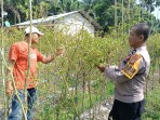 Dukung Ketahanan Pangan Nasional, Bhabinkamtibmas Ratu Sima Dampingi Petani