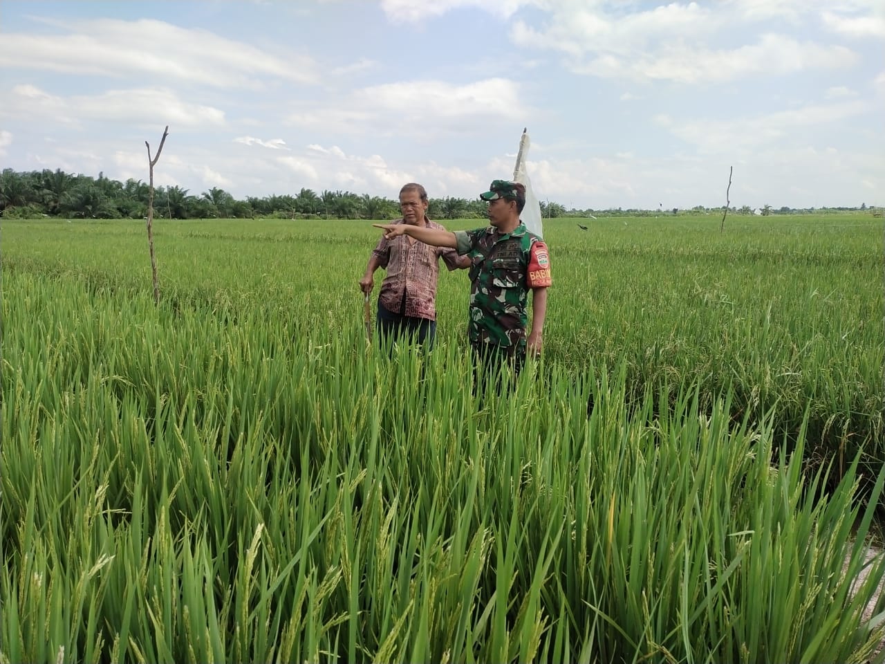 Giat Menjaga Ketahanan Pangan, Serka Khorianto Berikan Sosialisasi Kepada Petani