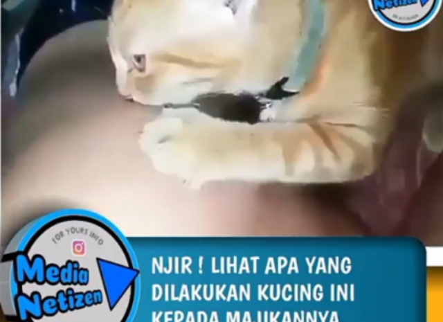 Video Viral Seorang Pria yang Diperkosa Kucing Beredar