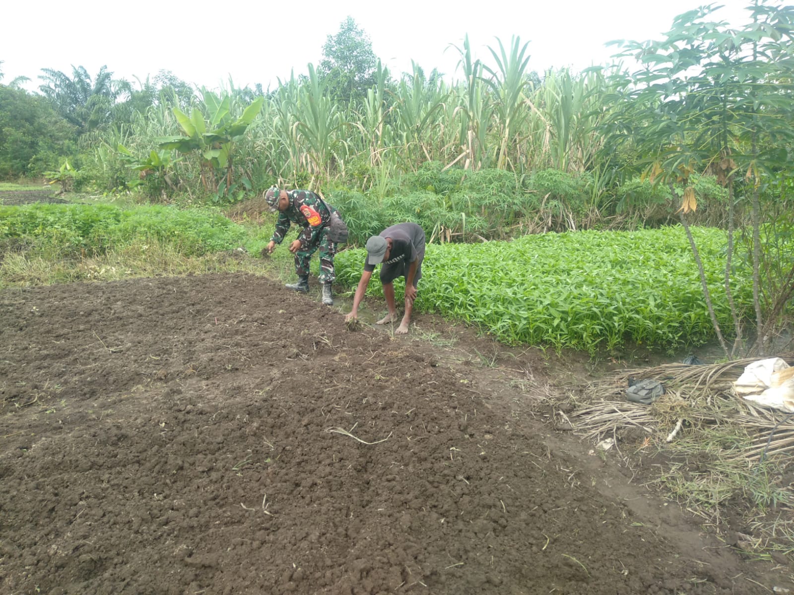 Serka Fahrizal Purba Dampingi Petani Kangkung