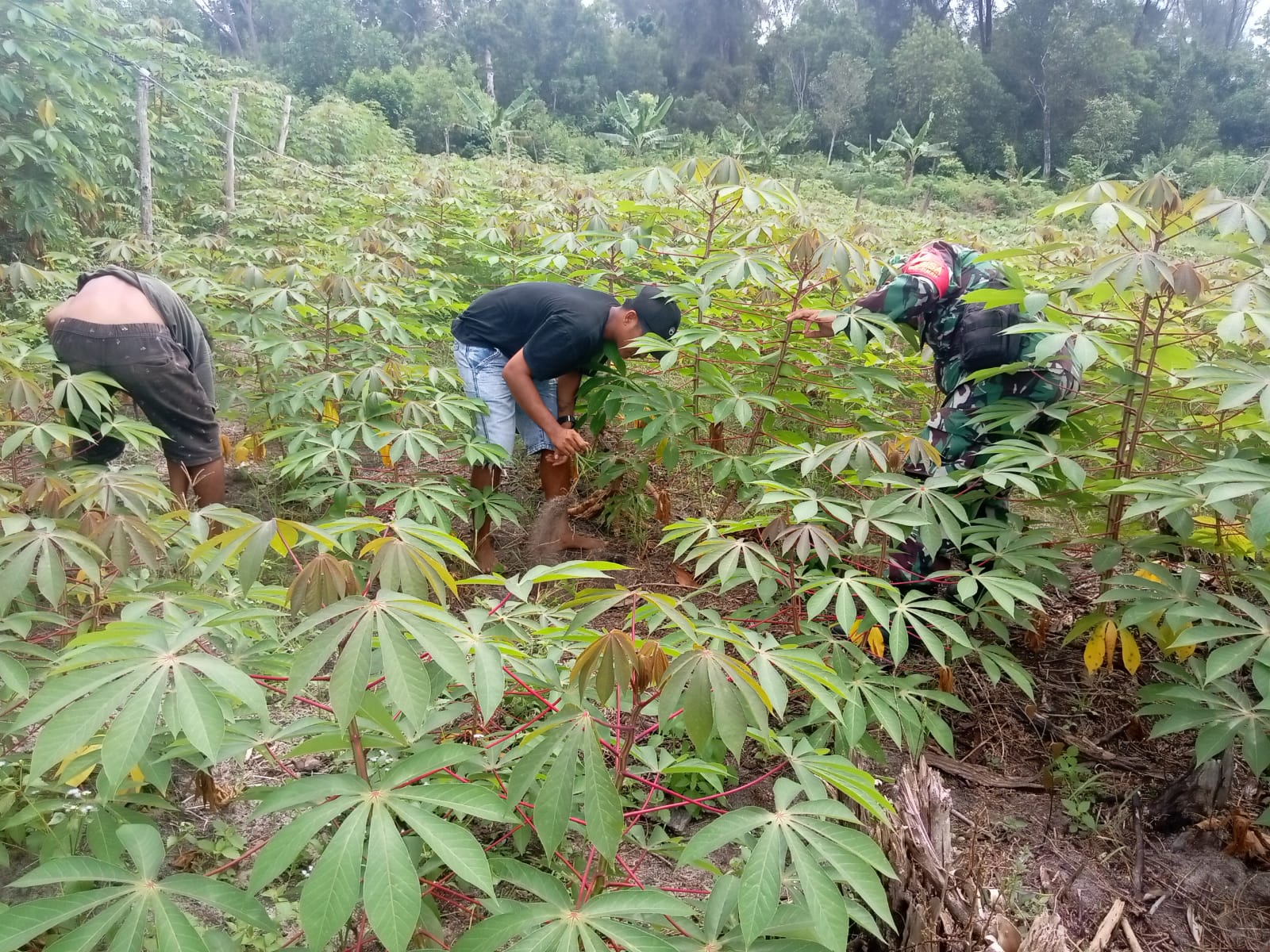 Sambangi Petani Singkong, Serka Fahrizal Purba Lakukan Ini