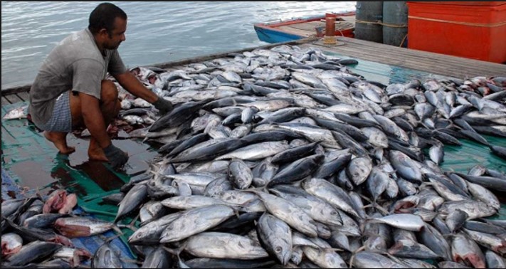 Harga Ikan di Batam Mencekik