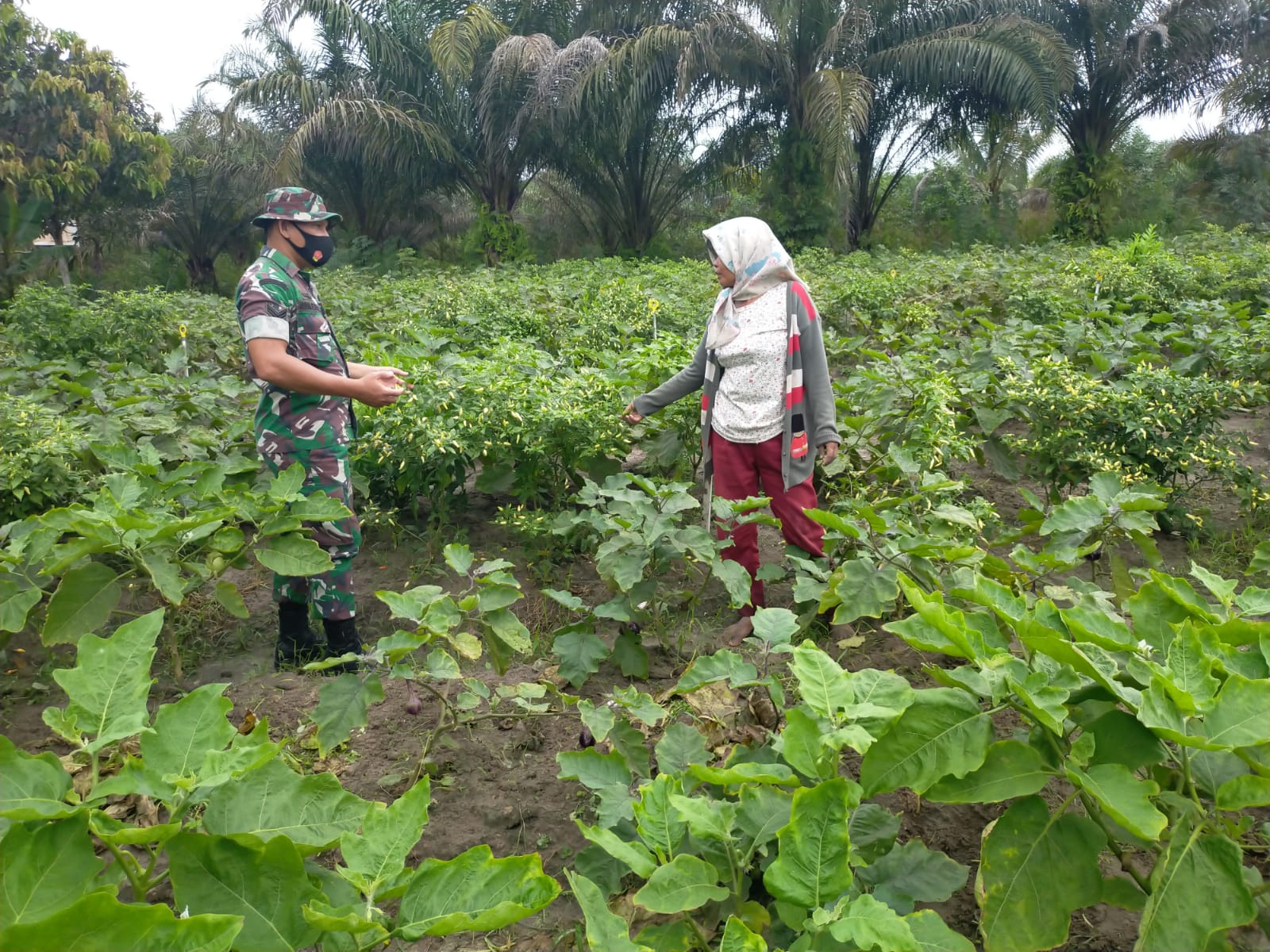 Sertu Arjuna Endar Sambangi Petani Cabe