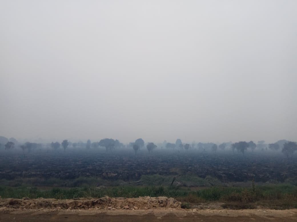 Lahan NPM Terbakar, Langgam Dikepung Asap