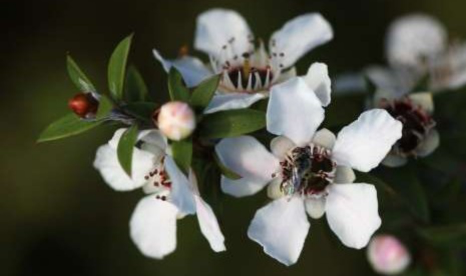 Madu Manuka Diyakini Lebih Berkhasiat dari Madu Lainnya