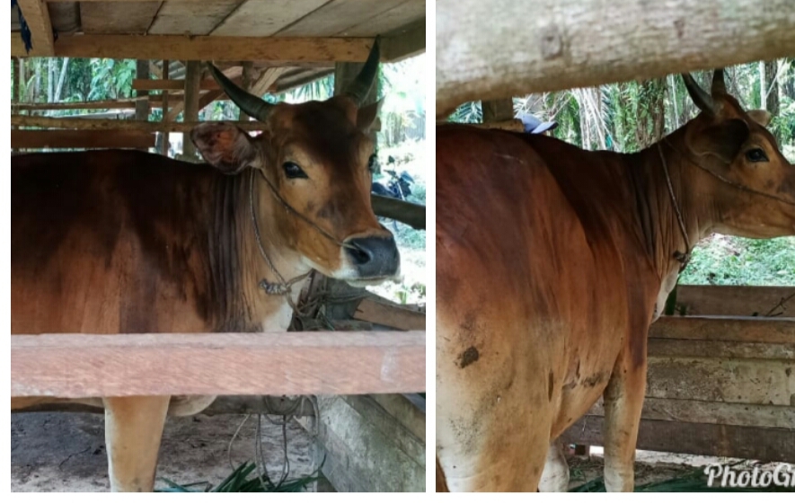 Nyuri Sapi, Pria Asal Kemuning Terpaksa Diamankan Petugas