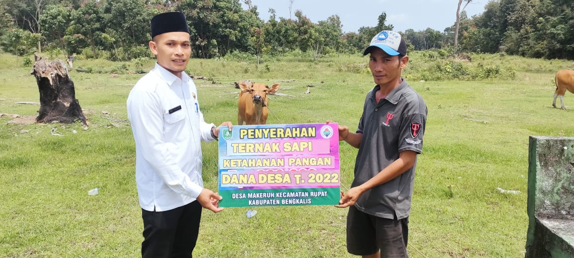Pemdes Makeruh Beri Bantuan 12 Ekor Sapi untuk Kelompok Tani