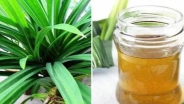 Minyak Daun Pandan Bisa Sembuhkan Asam Urat
