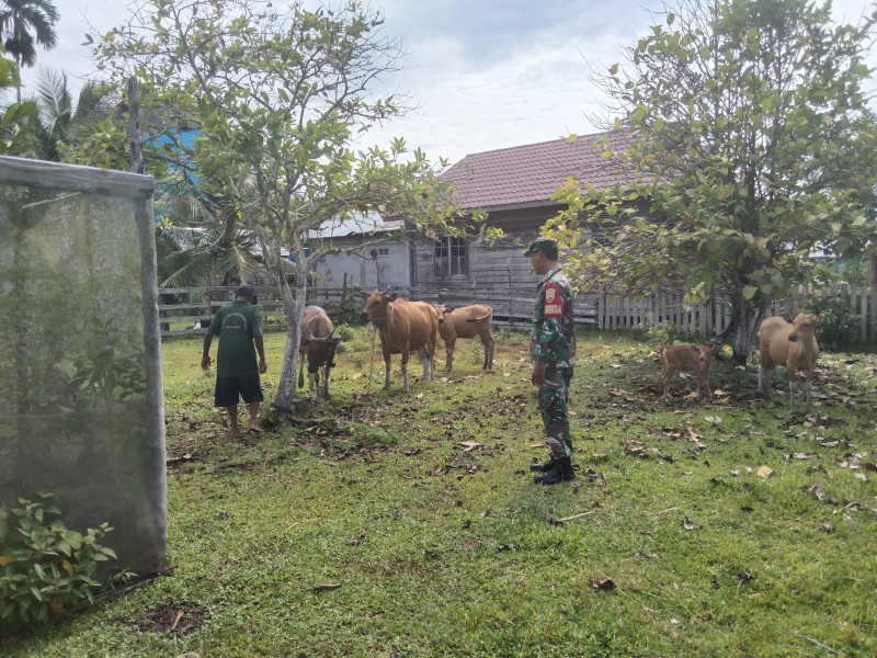 Kopda Ricko Yuspranata Babinsa Koramil 06 Merbau Laksanakan Pendampingan Kepada Peternak