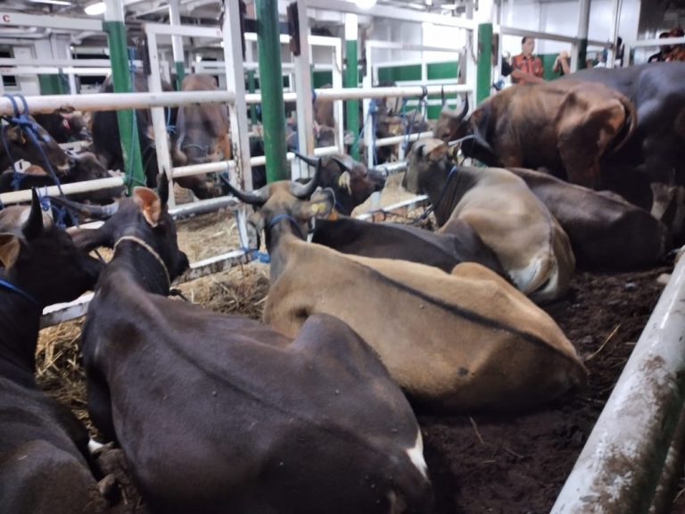 Sebanyak 550 Ekor Sapi Asal Kupang Merapat di Dermaga C Pelindo Dumai