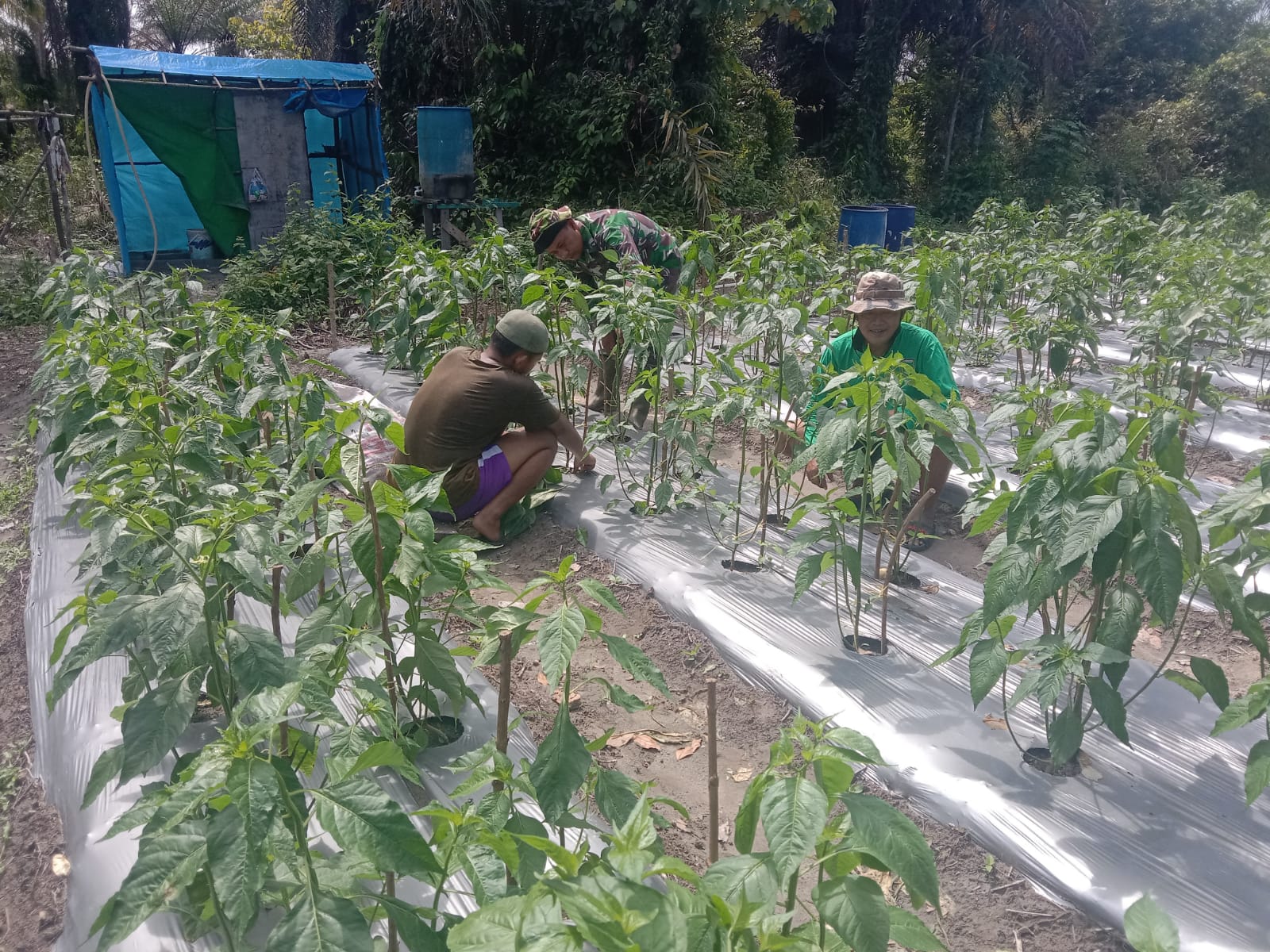Sertu Sutiono Laksanakan Sosialisasi dan Edukasi Kepada Petani Cabe