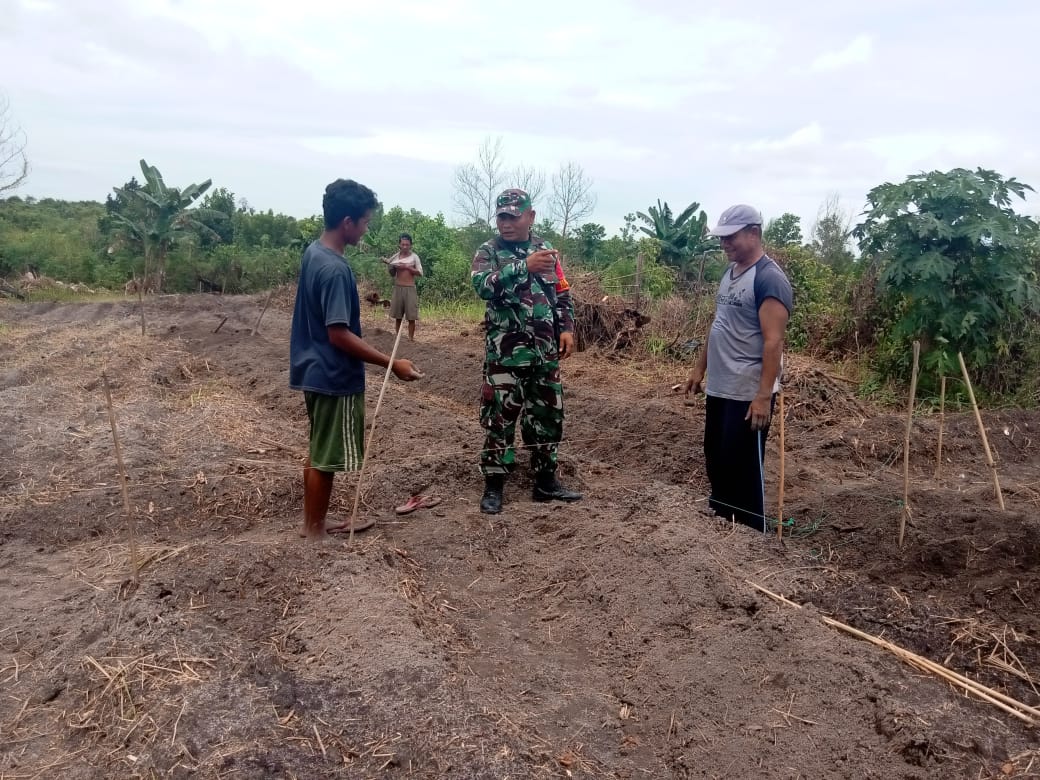 Serka Fahrizal Purba Dampingi Petani Cabe