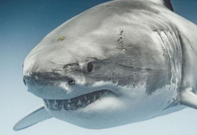 Geger Kemunculan Hiu Putih 'Raksasa', Pantai Ini Langsung Ditutup