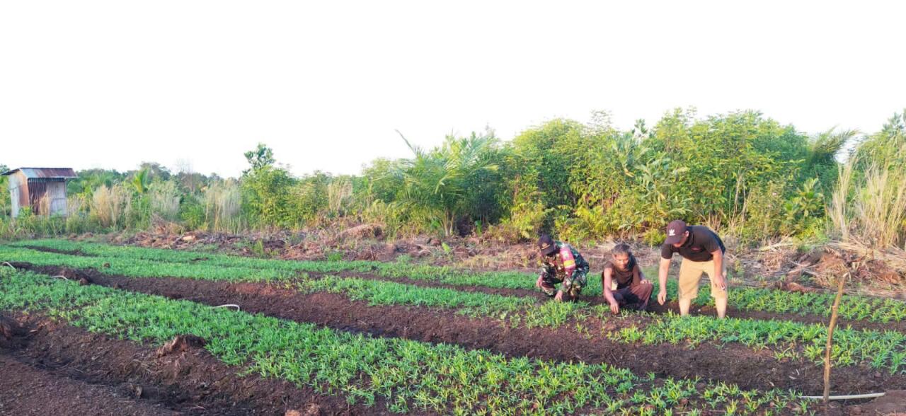 Sertu Abu Kasim Laksanakan Pendampingan Dengan Petani Kangkung