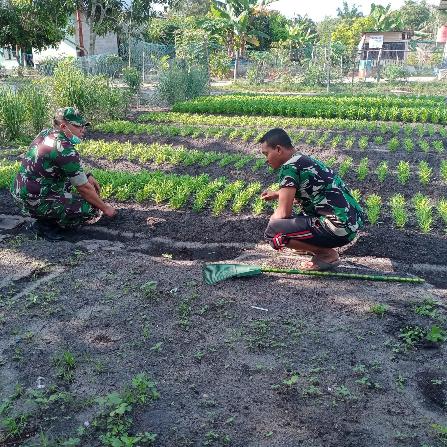 Pelda Joko dan KWT Tanam Kangkung
