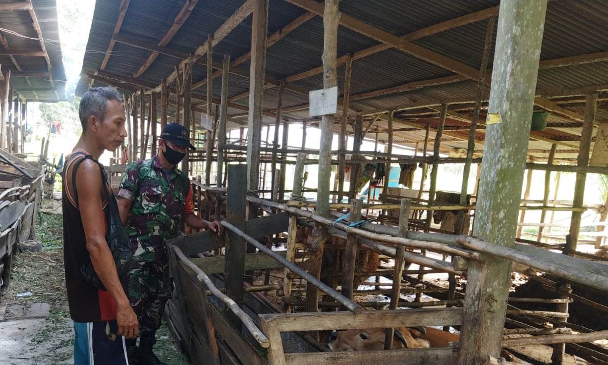 Giat Babinsa Mengantisipasi PMK