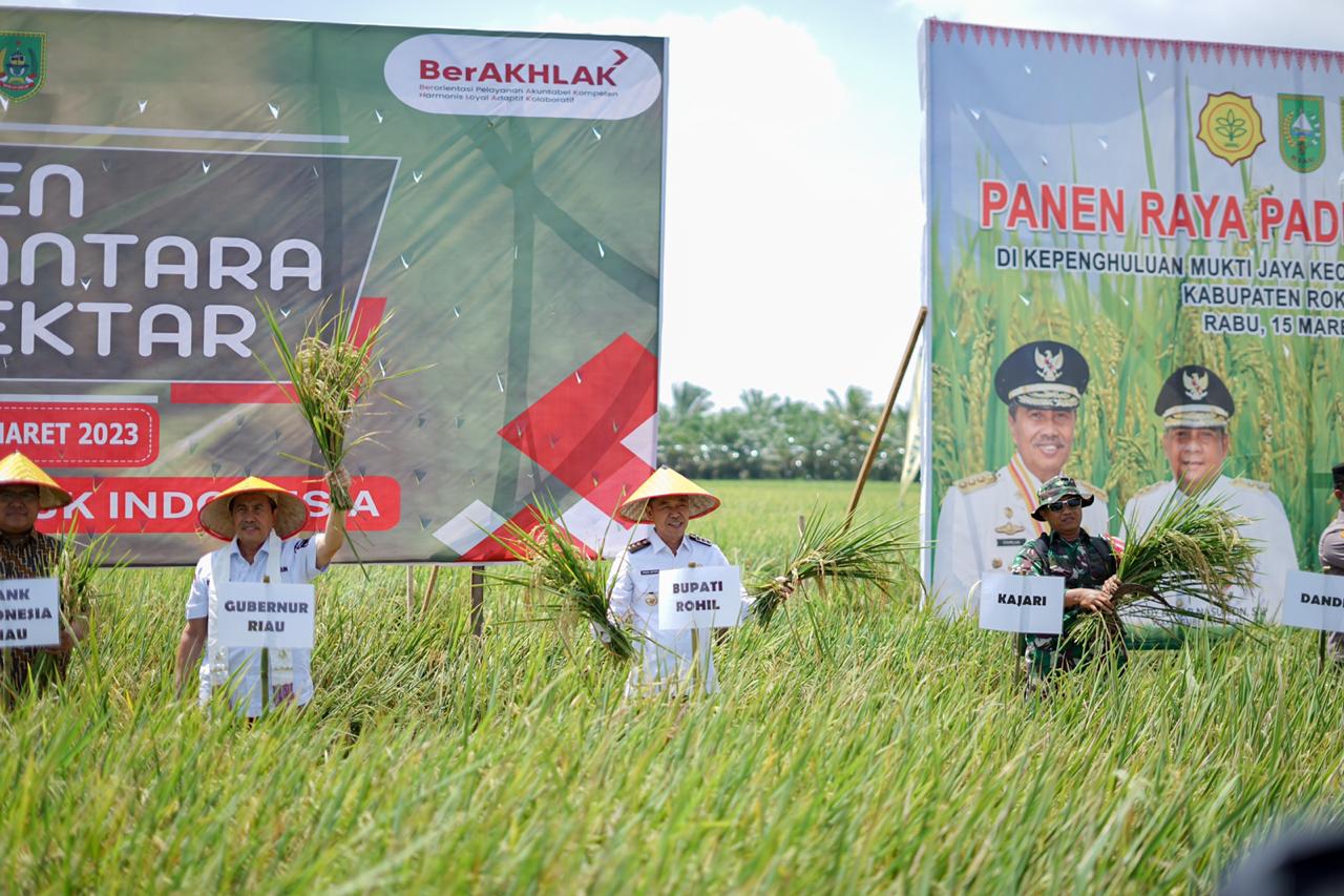 Gurbenur Riau Syamsuar Bersama  Bupati Rohil Panen Raya Padi Nusantara 1 Juta Hektar di Rimba Melintang