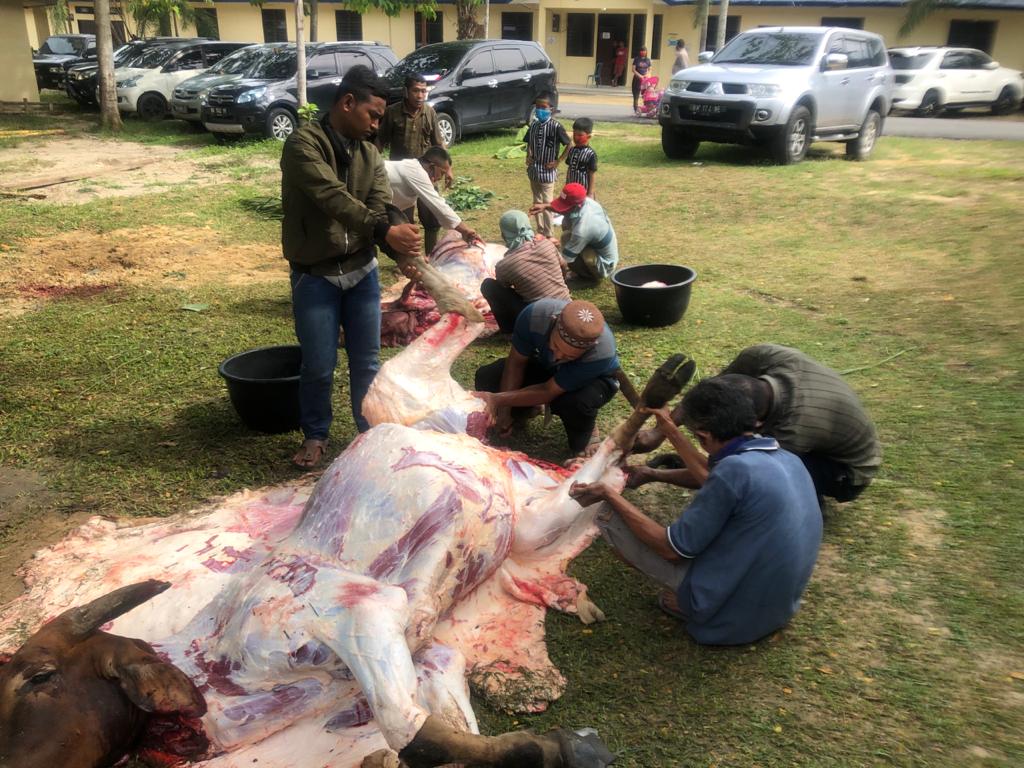 Polres Rohil Gelar Pemotongan 57 Ekor Hewan Qurban