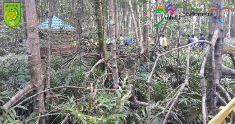 Pohon di Kawasan Pantai Solop Semakin Besar