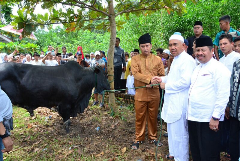 Sapi Qurban dari Presiden Jokowi Disembelih di Kecamatan Mandau